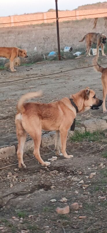 сиба ину баку: Qurdbasar, 7 ay, Erkek, Peyvəndli, Ödənişli çatdırılma