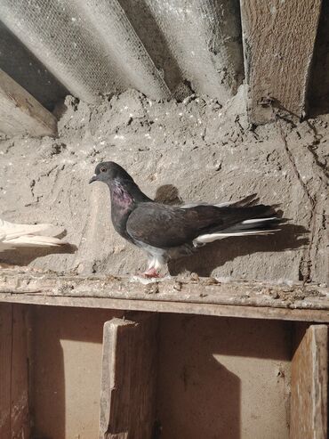 Göyərçinlər: Salam quş dar satlır tam saglam usdu usdə 7m — 8