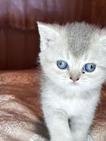 товары для крупных собак: Britan, Dişi