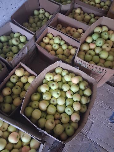 зерно попкорна: Яблоки Голден — 2