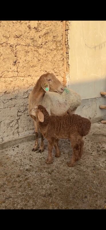 Qoyunlar, qoçlar: Qoyun ana bala ilə - Növ: Yerli cins quzu ilə ana qoyun - Ana -da lalafo.az — 2 Qoyunlar, qoçlar: Qoyun ana bala ilə - Növ: Yerli cins quzu ilə ana qoyun - Ana — 2