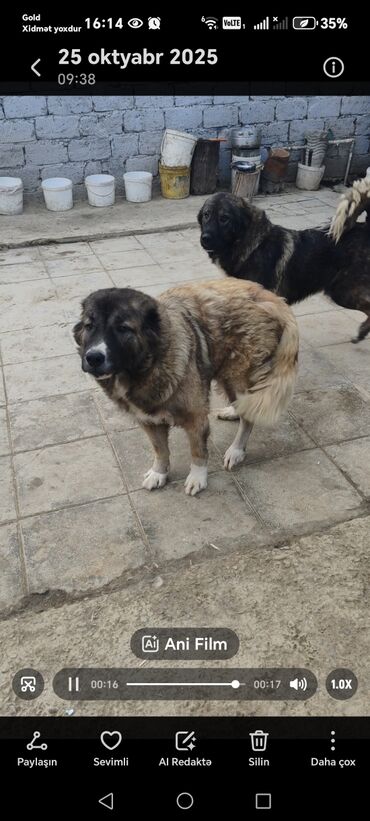 it elanlari: Qafqaz çoban iti