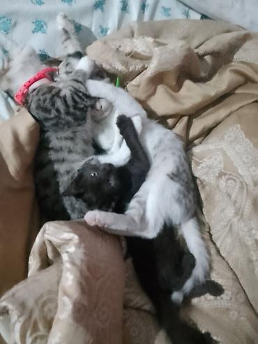 Котята - Описание: игривые домашние котята из одного помёта. На фото