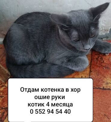 британская короткошёрстная кошка: Кошка даром: Русская голубая, 4 месяца, Мальчик, Метис