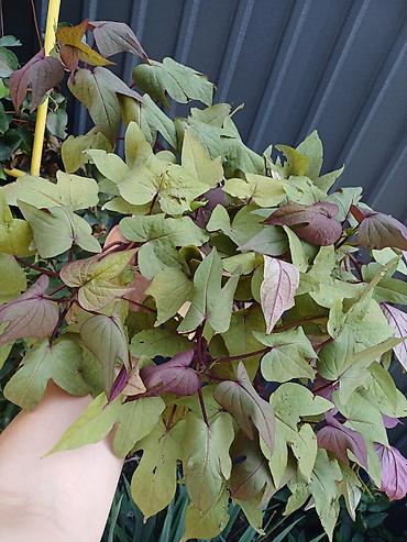 Ипомея батат (Ipomoea batatas) — декоративные сорта для клумб, кашпо и