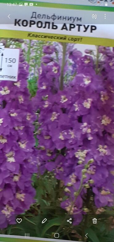 Другие книги и журналы: Продается семена дельфиниумов и катарантусов — 5