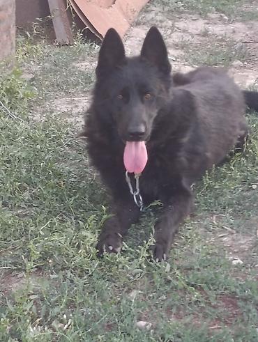 Продажа собак: Немецкая овчарка, 2 года, Самец — 18