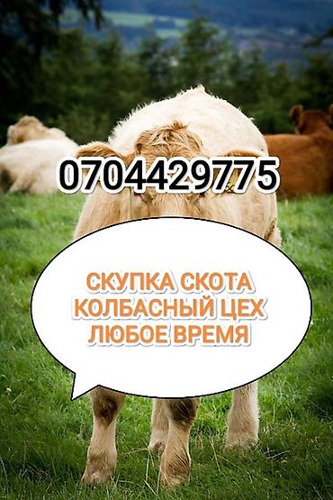 индюки оптом: Колбасный цех, Частное лицо : Коровы, быки, Лошади, кони, | Круглосуточно, Любое состояние, Забитый — 1