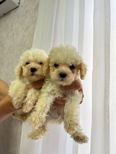 toy poodle satış: Pudel, 3 ay, Erkek, Peyvəndli