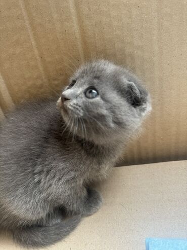 саванна кошка цена: Шотландские котята (скоттиш-фолд) - Порода: шотландская вислоухая -