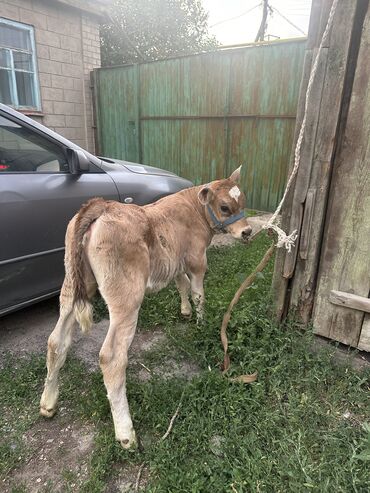Коровы, быки: Продаю | Музоо, торпок | Для разведения