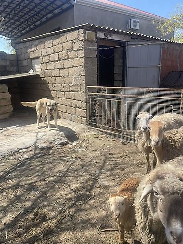Qoyunlar, qoçlar: Qoyun və Keçi — təsərrüfat heyvanları - Növ: yerli qoyunlar və uzun — 21