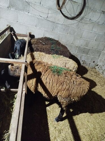 отдам крысу: Продаю | Баран (самец) | Для разведения