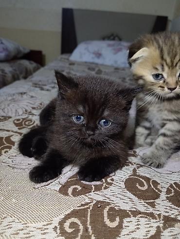 Pişiklər: Britan — 11