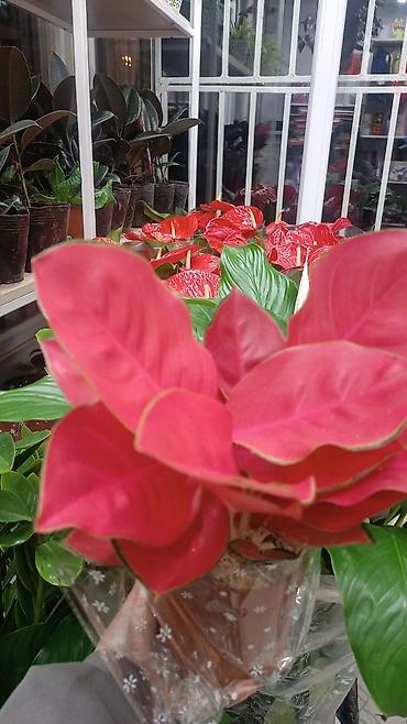 комнатные растения цветы: Комнатные растения в горшках - Антуриум (Anthurium) с крупными — 2