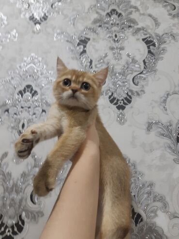 сколько стоит бенгальская кошка: Британ кыска жүндүү, 3 айлык, Ургаачы, Алтын шиншилла, Документтери менен