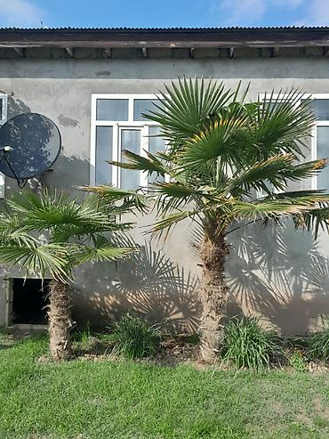 tikanlı bitkilər: Dekorativ palma ağacı – fan formalı yarpaqlı (yükək soyuğa davamlı — 2
