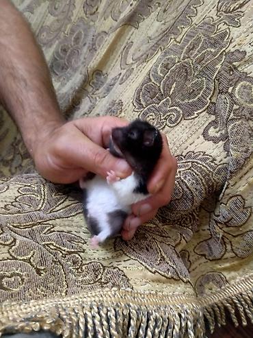 hamster satis: Salam. Xomyak satilir. Disidi. Qetiyyen el dislemir. Oynagandir. Bir — 4