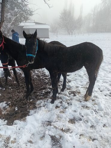 Лошади, кони: Продаю | Кобыла (самка) | Рабочий — 9