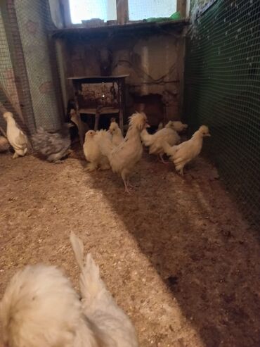 Cücələr: Məhsul: Toqquz-tüklü (toppuzbaş) dekorativ cücələr və gənc toyuqlar — 11