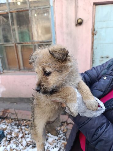 возьму собаку: Собака даром: Дворняжка, 2 месяца, Самец