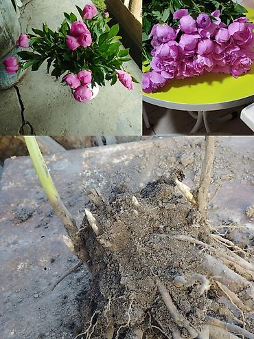 купить пионы саженцы: Самовывоз, Платная доставка — 1