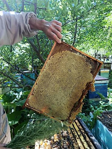 туки сена: Бал, Мёд, асел 🍯 ДҮҢ САТЫЛАТ! Токтогулдун табигый тоо балы Таза — 3