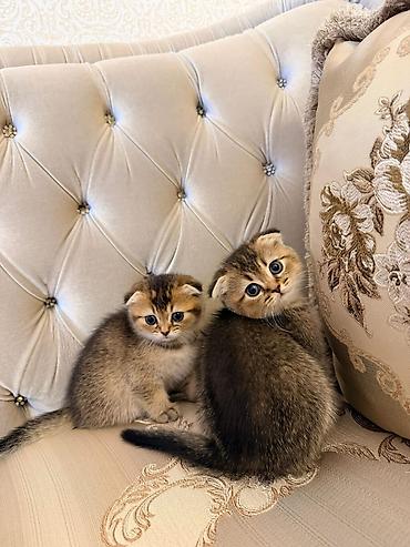 Pişiklər: Şotland — 1