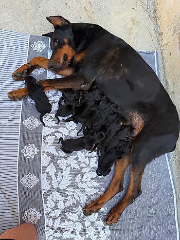 dişi doberman: Doberman, 1 ay, Peyvəndli — 4