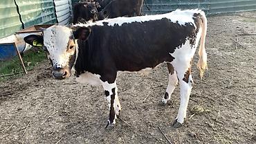 Коровы, быки: Продаю | Бык (самец) | На откорм — 9