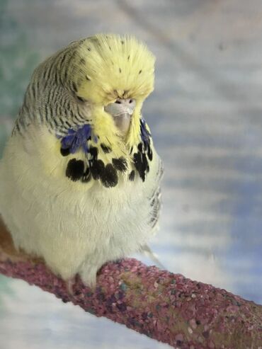 Tutuquşları: Çex və jumbo quşlar satılır Qiymətlər fərqlidir 30 azn 80 azn qədər — 9