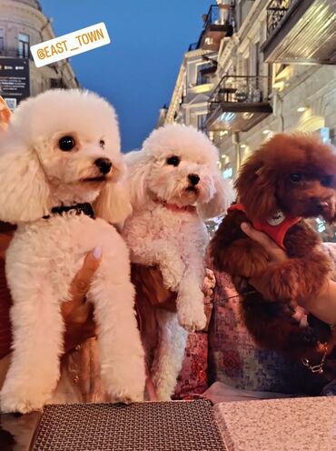 İtlər: Pudel, 3 ay, Erkek, Peyvəndli, Ünvandan götürmə — 8