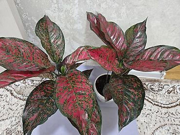 Декабристы: Декабристы (Schlumbergera) в горшках. - Окраска цветков: белая (на — 19