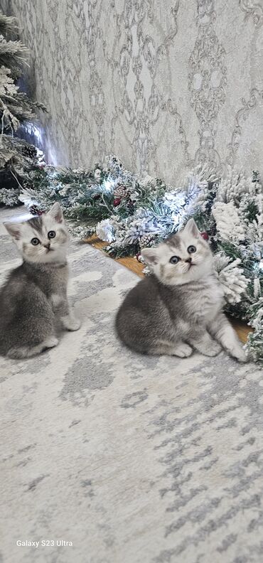 Pişiklər: Britan — 1