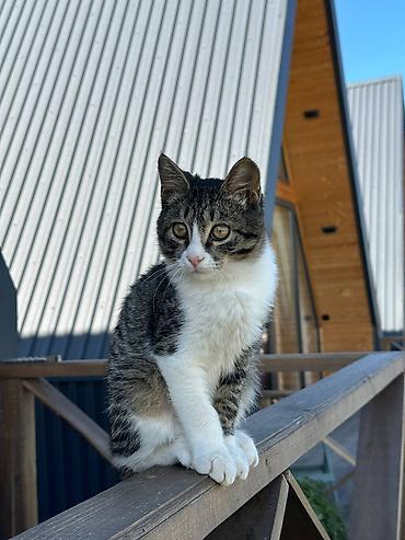 кошка табби: Котёнок коротколапкий, короткошерстный полосатый с белыми лапками 4 — 9
