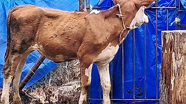 sud veren inek satilir: Beş aylıq təmiz qan smental düyə satılır — 4