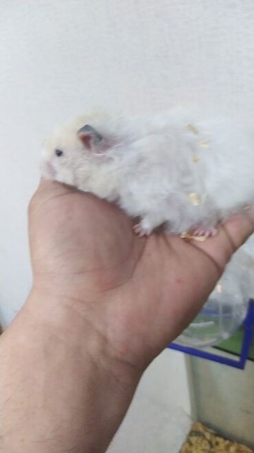 Ağ rəngli, balaca və tüklü hamster balası. Evdə saxlamaq üçün əla