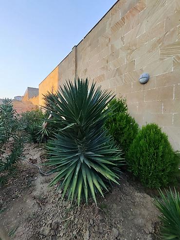 pixta agaci: Yucca: hətta yeni başlayanlarla birlikdə gedən sərt gözəllik. Bütün — 9