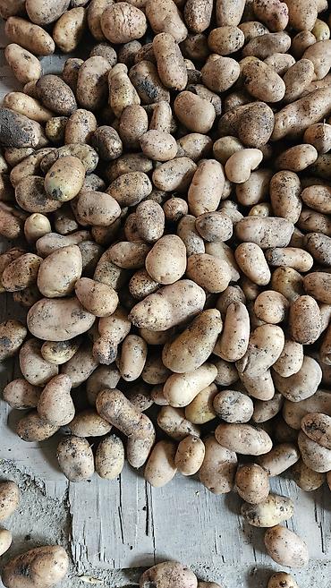 Продукты питания: Təmiz Telman kartofu Gədəbəydə təmiz dərmansız yetişdirilib istəyən — 4