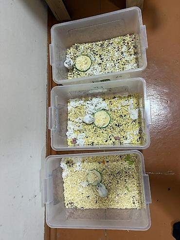 Gəmiricilər: Cırtdan hamsterlər – damazlıqdan - Növ: cırtdan (dwarf) hamsterlər - — 1