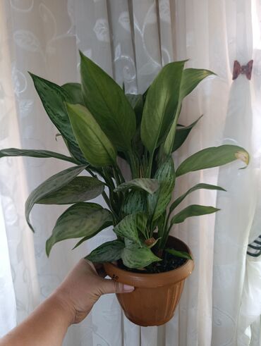 Другие комнатные растения: Аспарагус — изящное комнатное растение, известное своей воздушной и at lalafo.kg — 7 Другие комнатные растения: Аспарагус — изящное комнатное растение, известное своей воздушной и — 7