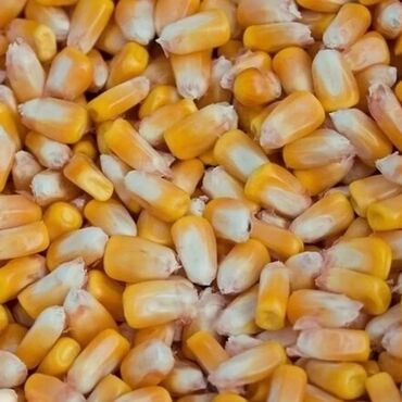 рушенная кукуруза: Жүгөрү сатып алам кымбат баалуу. закупаю рушенную кукурузу дорого