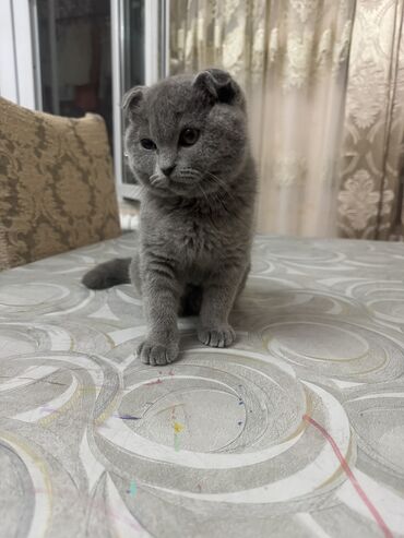 Pişiklər: Şotland, Dişi, Yaxşı əllərə — 9