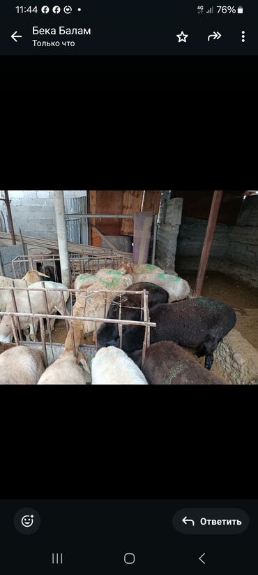 Бараны, овцы: Продаю | Овца (самка) | На забой — 7