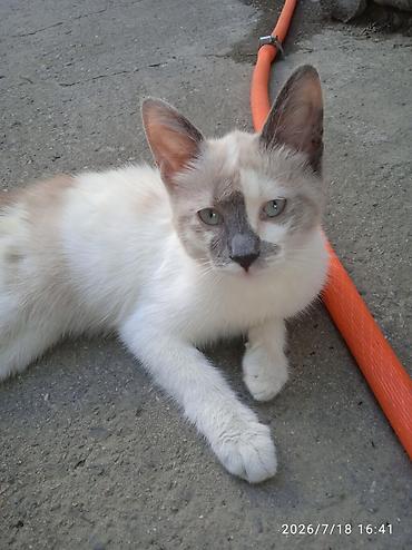 кошки сокулук: Сиам, 3 айлык, Ургаачы — 5