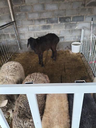 Баран, овца: Продаю | Овца (самка) | На забой — 11