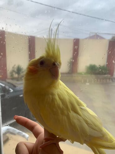 Tutuquşları: Növ: Korella papuqayı (cockatiel), sarı rəng 6 aylıgdır Erkek cinsidir — 7