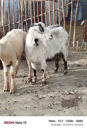 Козы, козлы: Продаю | Коза (самка) | Для молока — 9