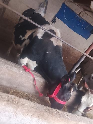 Коровы, быки: Продаю | Корова (самка) | Для молока | Привязанные — 12