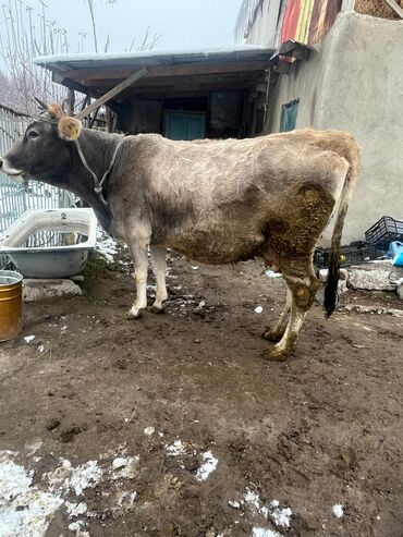 Коровы, быки: Продаю | Корова (самка) | Для молока | Привязанные — 5